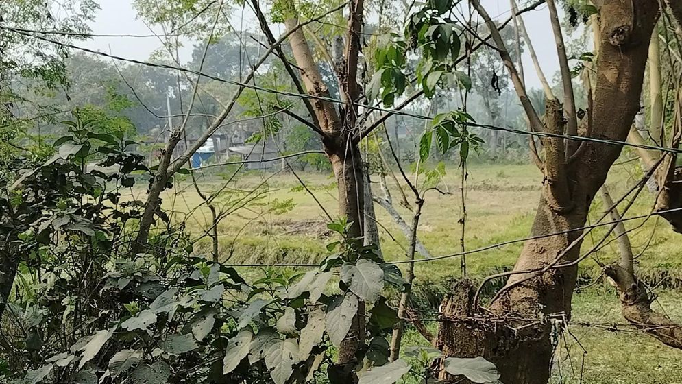 ভোরে সাতক্ষীরা সীমান্তে বিএসএফের ৪ রাউন্ড গুলি