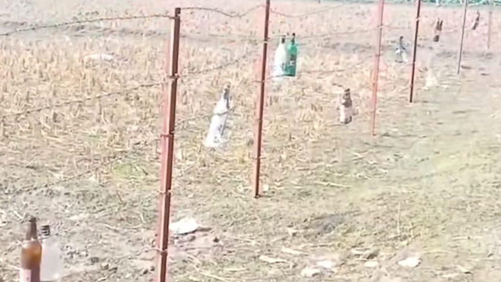 হঠাৎ কেন কাঁটাতারের বেড়ায় কাচের বোতল ঝুলালো বিএসএফ