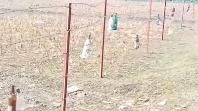 হঠাৎ কেন কাঁটাতারের বেড়ায় কাচের বোতল ঝুলালো বিএসএফ
